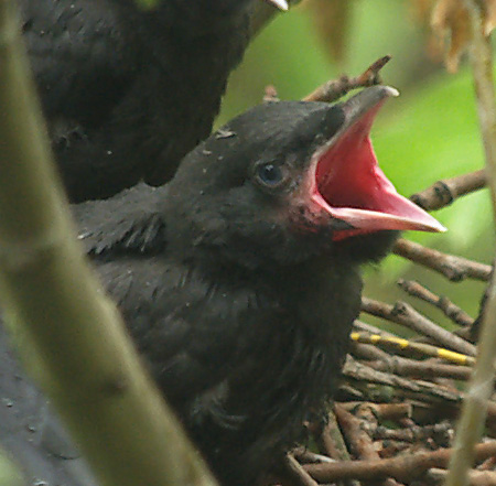 crows