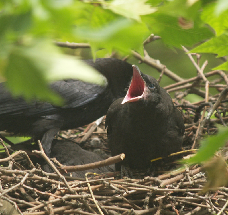 crows