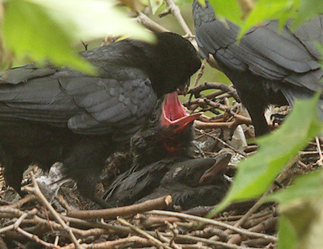 crows