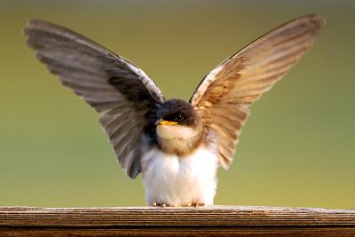 Spreading my wings