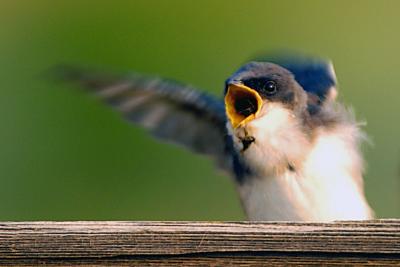Feed me