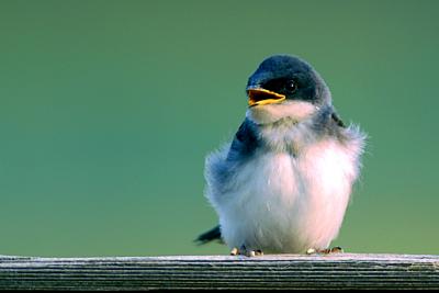 Colorado Baby Birds