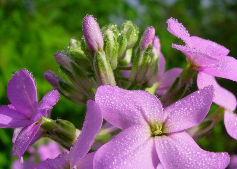 Wild Phlox