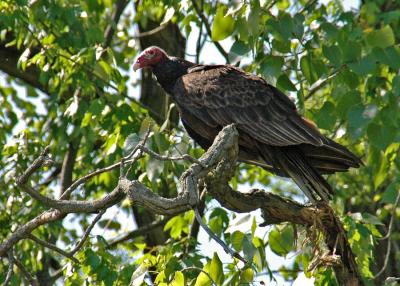 Turkey Vulture