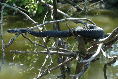Black rat snake catching some sun