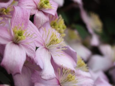 Filaments and Anthers