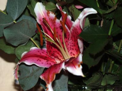 More Filaments and Anthers