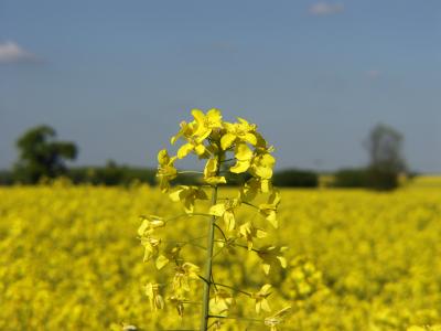 Rape Seed