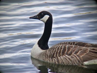 Canadian goose