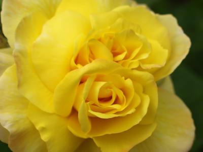 One Rose - Double Vision