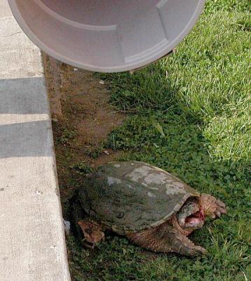 About to be Captured !