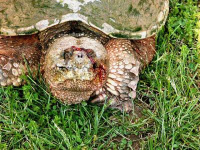 Hard to get any detail out of his face but he was a bit bloody from being snagged   Check out those Toes !