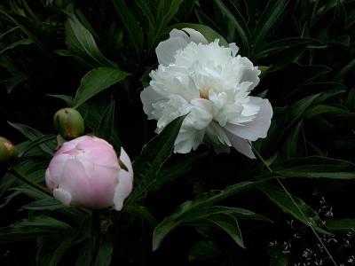 Backyard Flowers