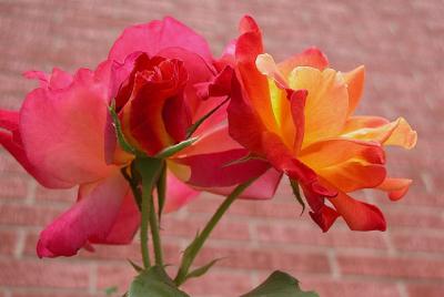 Joseph's Coat - A Rose of Many Colors