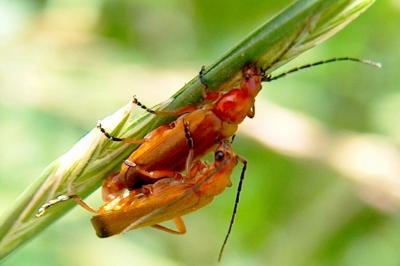 Soldier Beetles
