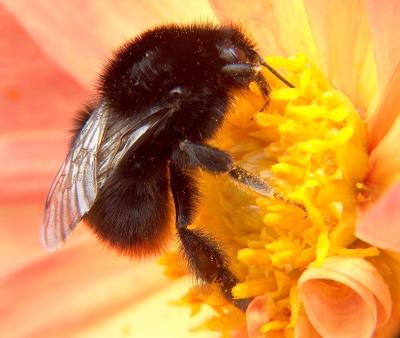 Bumble Bee