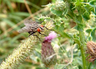 Flesh Fly.