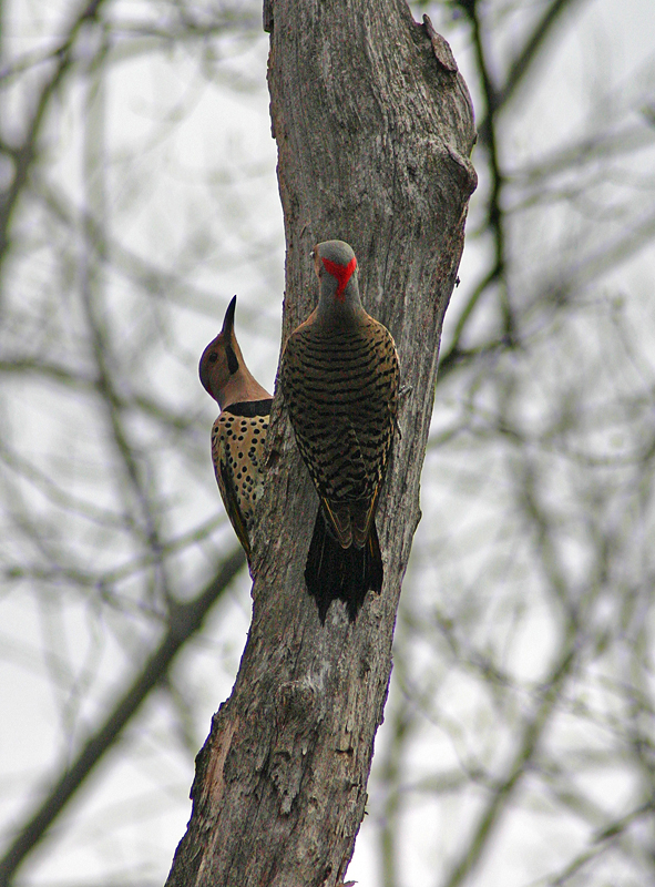 Mostly Birds 32.jpg