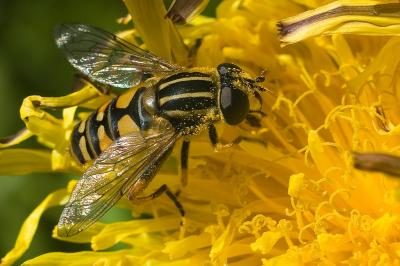 Macro in the garden