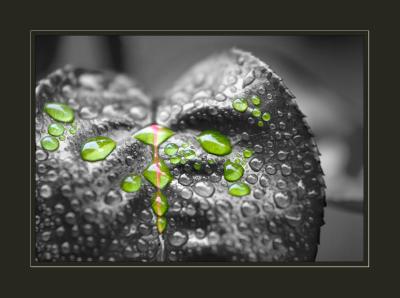 splash of green