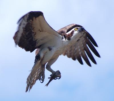 DSC_0020a.jpg