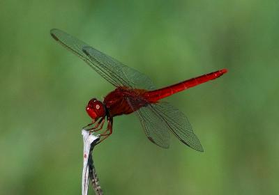 DSC_1000b.jpg