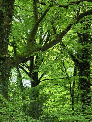 Green Beech Forest