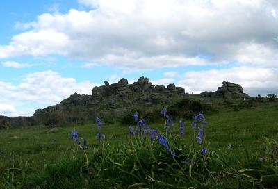 Hound Tor Bluebells