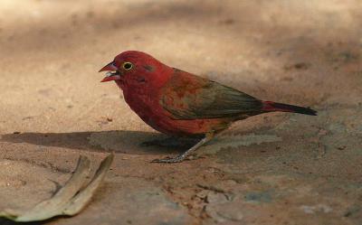 u26/johnfw/medium/43588753.Redbilledfirefinchwithseed.jpg