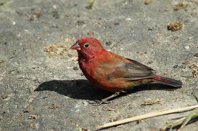 Red-billed firefinch.jpg