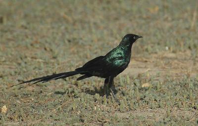 Long-tailed Glossy Starling.jpg