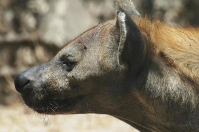 Hyena Head.jpg