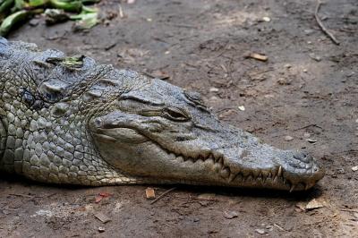 crocodile head 1.jpg