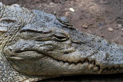 crocodile head 2.jpg