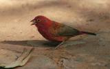 Red-billed  firefinch with seed.jpg