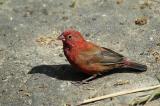 Red-billed firefinch.jpg