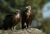 Hooded Vulture .jpg
