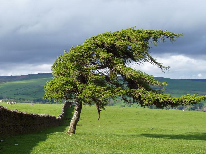 Troubled with wind