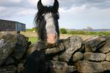 Holly and the horse with the handlebar moustache