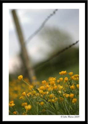 20050509 Buttercups & Fence (Happy)