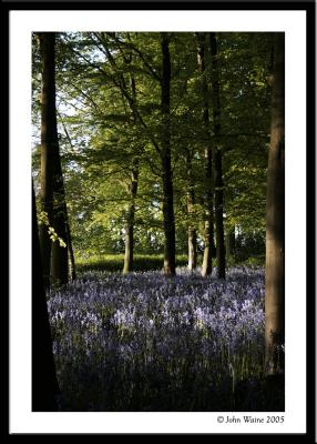 Bluebells, Badbury Hill