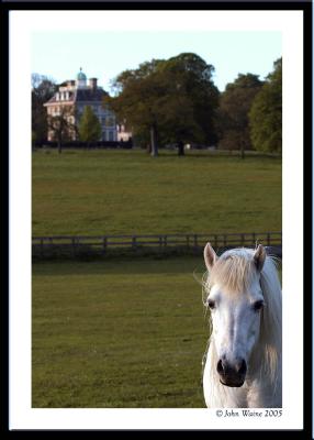 20050518 Pony at Ashdown