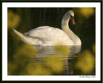 20050520 Swan through yellow Rape Flower
