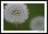 20050519 Two Dandelions