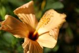 flowerSM.jpg