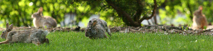 morewabbitSM.jpg