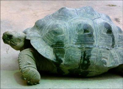 Recentlu acquired Galapagos turtles