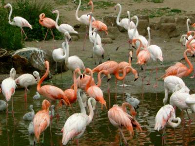 Flamingo welcome committee