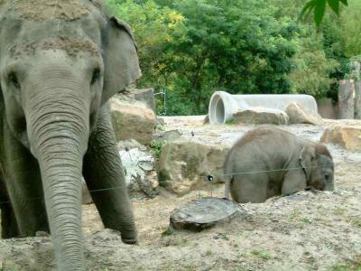 New born baby elephant