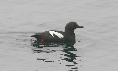 Pigeon Guillemot, alternate adult